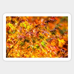 Maple tree red and orange autumn leafs Sticker